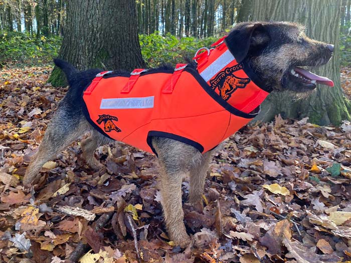 border-patterdale-terrier-sauenschutzweste-2